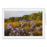 Fall Asters at US National Arboretum Greeting Card