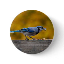 Fall Blue Jay