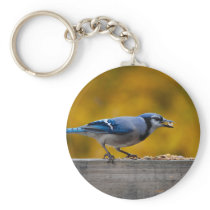 Fall Blue Jay