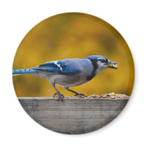 Fall Blue Jay