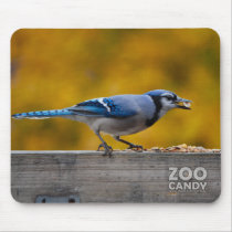 Fall Blue Jay