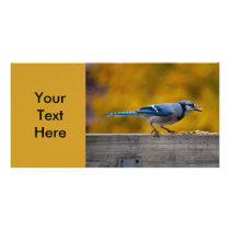 Fall Blue Jay