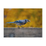 Fall Blue Jay