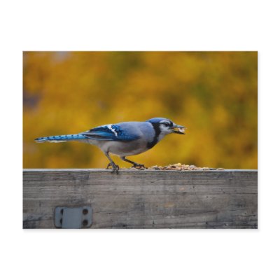 Fall Blue Jay by ZooCandy