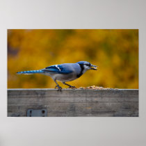 Fall Blue Jay