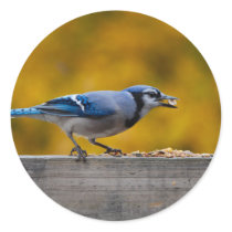 Fall Blue Jay