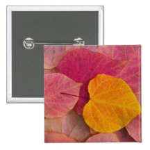 Fall colour on Forest Pansy Redbud fallen Pins