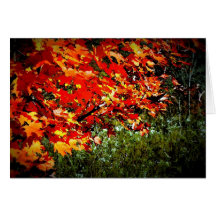Fall Colours Greeting Card