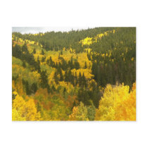 Fall Colours in Colorado, Aspen Gold