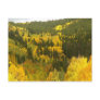 Fall Colours in Colorado, Aspen Gold