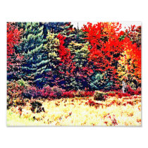 Fall Colours in New England