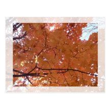 Fall Colours Post Card