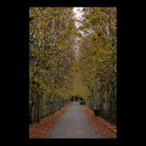 Fall colours posters