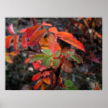 Fall Colours with Water Drops; Canvas Print