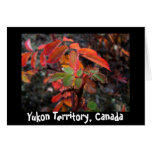 Fall Colours with Water Drops Greeting Card