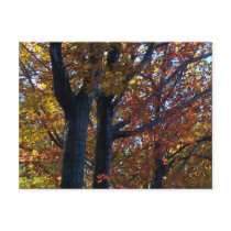 Fall Delicacy Post Cards