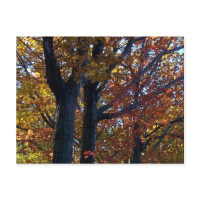 Fall Delicacy Post Cards by 2lpzstudioPhoto