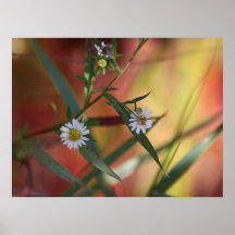 Fall Fleabane Print