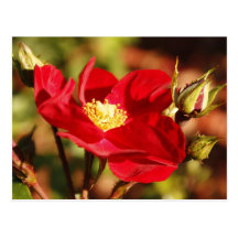 Fall Flower Post Cards