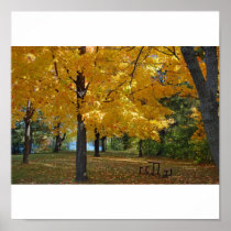 Fall Foilage Poster