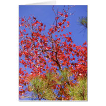Fall Foliage Card