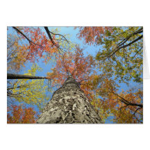 Fall foliage looking up greeting card