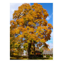 Fall Foliage Post Cards