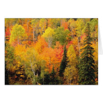 Fall Foliage Valley Cards