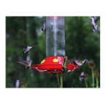 Fall Hummingbird Migration Postcard