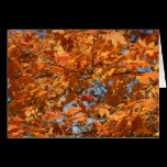 Fall in Connecticut !! cards