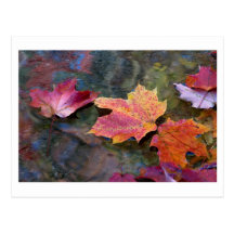 fall in line postcards