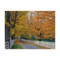 Fall in New Hampshire Postcard