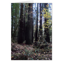 Fall in the Redwoods Greeting Card