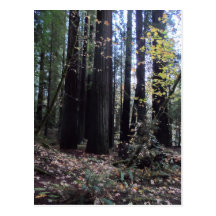 Fall in the Redwoods Post Cards