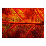Fall Leaf Greeting Cards