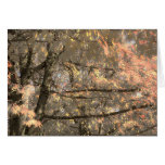 Fall Leafs I Photographed Greeting Cards