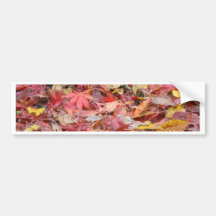 Fall Leaves Bumper Sticker