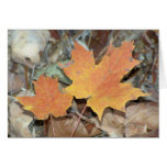 Fall Leaves