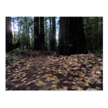 Fall Leaves in the Forest- Humboldt Redwoods Post Cards