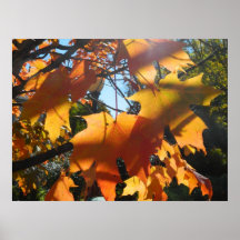 Fall Leaves in The Light and Shadows Print