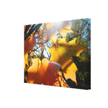 Fall Leaves in The Light Gallery Wrap Canvas