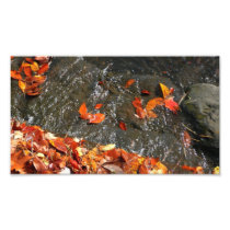 Fall Leaves in Waterfall Photo Print
