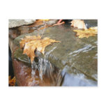 Fall Leaves in Waterfall Postcard