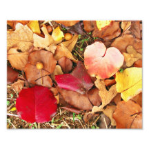 Fall Leaves photo