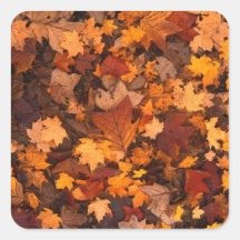 Fall Leaves Sticker