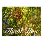 Fall Leaves Thank You Postcard