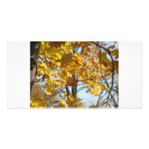 Fall leaves, winter comes photo cards