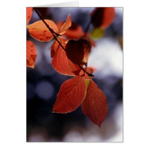 Fall Leaves, Yosemite Greeting Cards