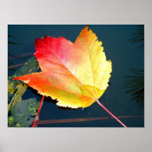 Fall Maple Leaf on Water Posters