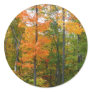 Fall Maple Trees Sticker